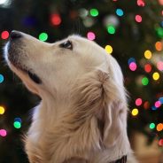 3 Ways to Make the Holidays Safe for Your Pets