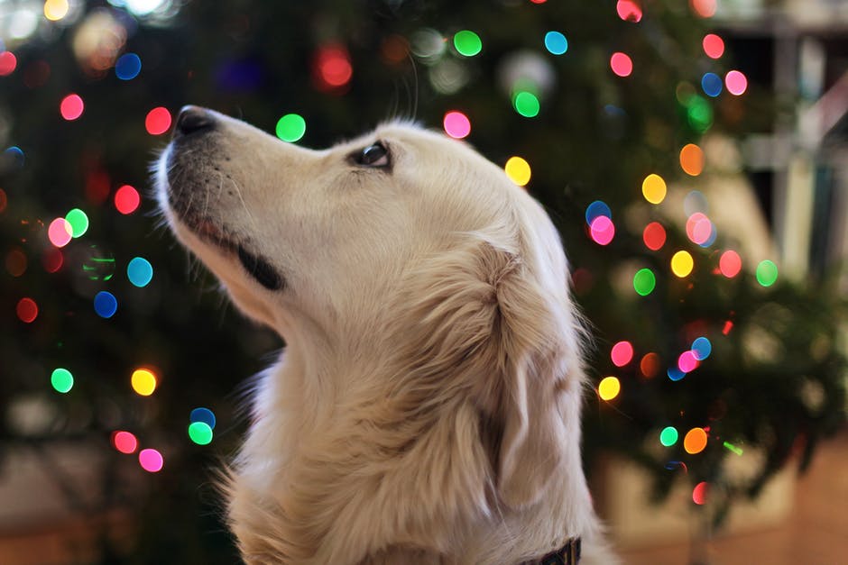 dog sitting in front of a christmas tree