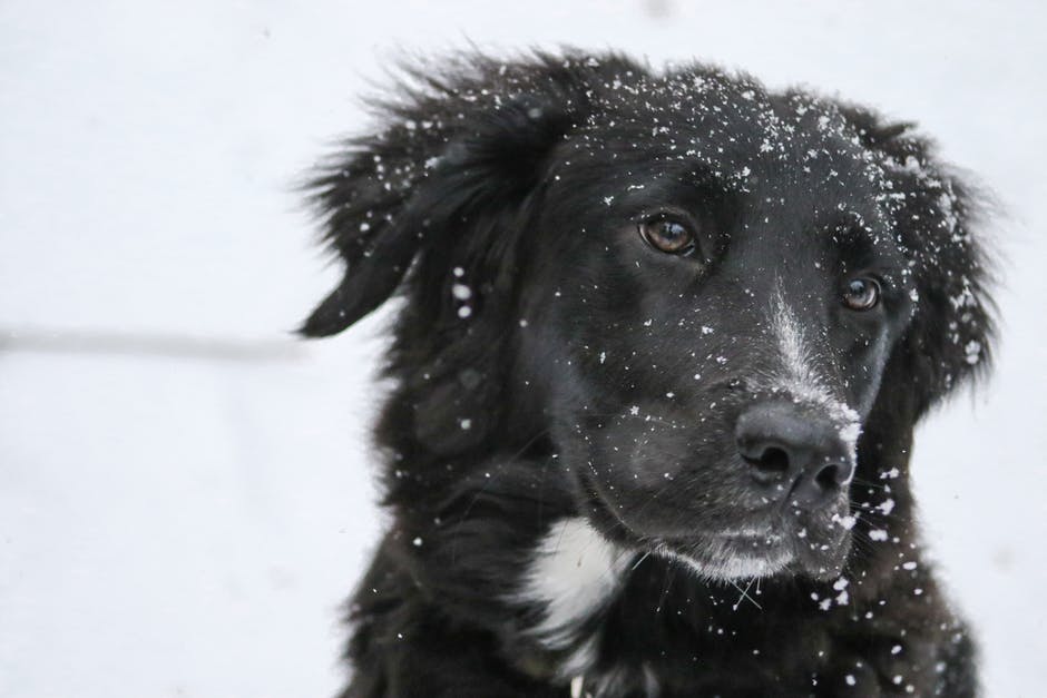 black dog with snow on fur