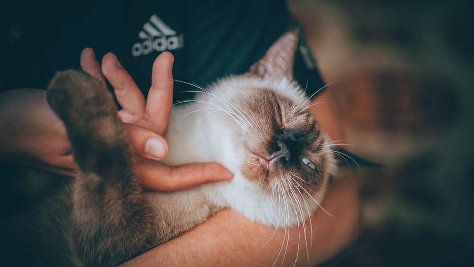 cat in owner's arms