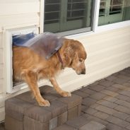 How to Teach Your Dog to Come Back Through the Pet Door