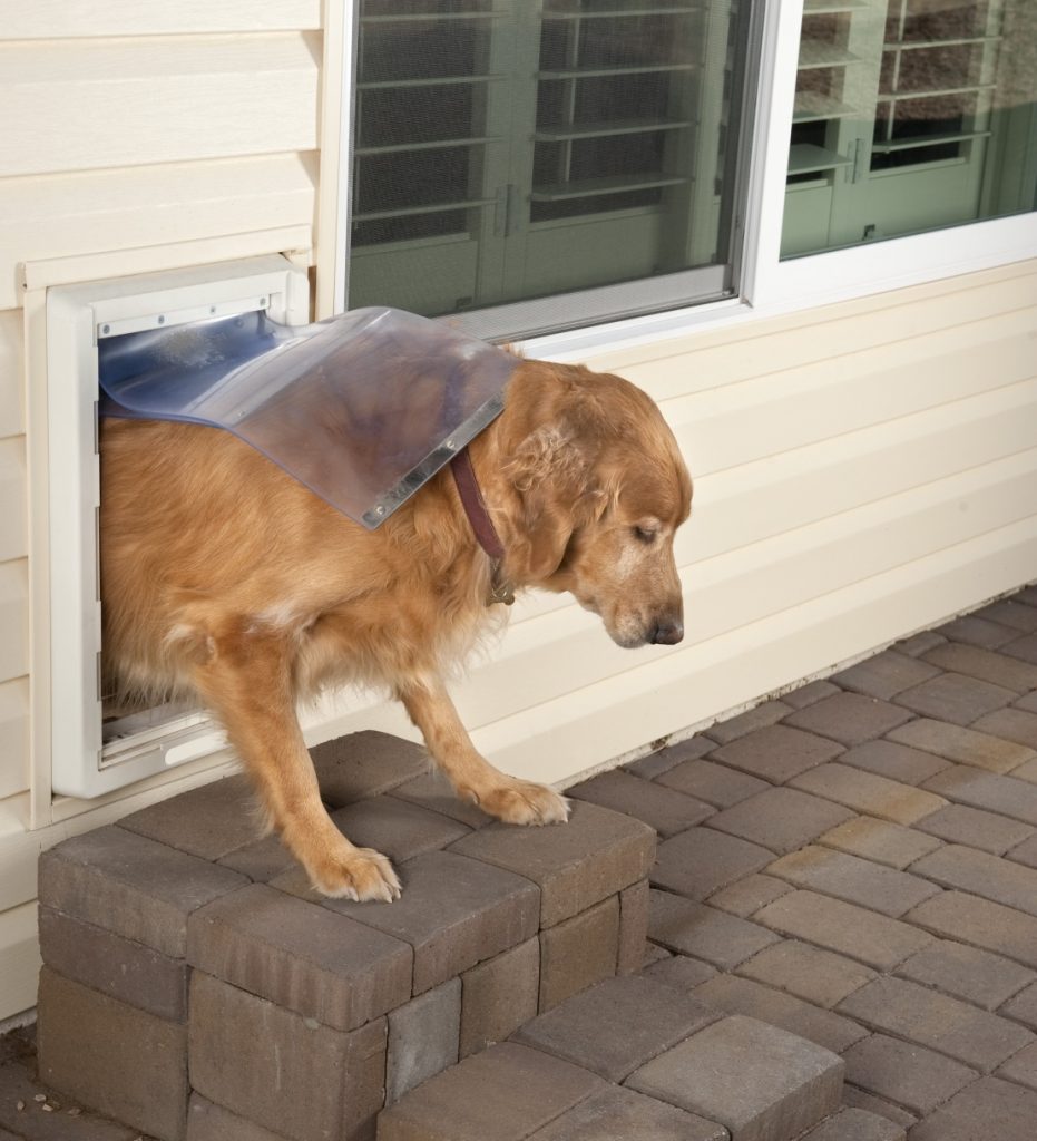 golden retriever walks through a home's doggie door