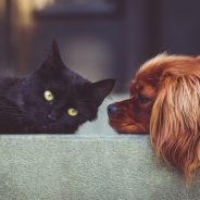 Can Cats And Dogs Live in the Same House?