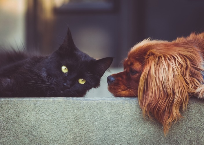 a picture of a cat and a dog