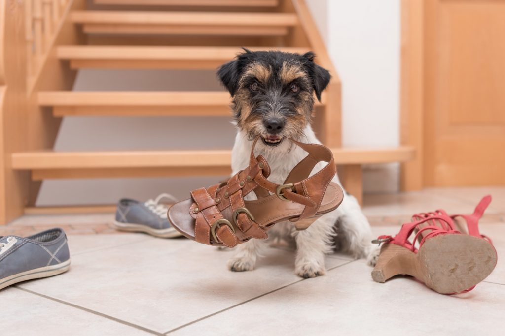 cute dog holds a shoe by clicker training