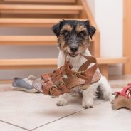 The Dangers of Pet Boredom