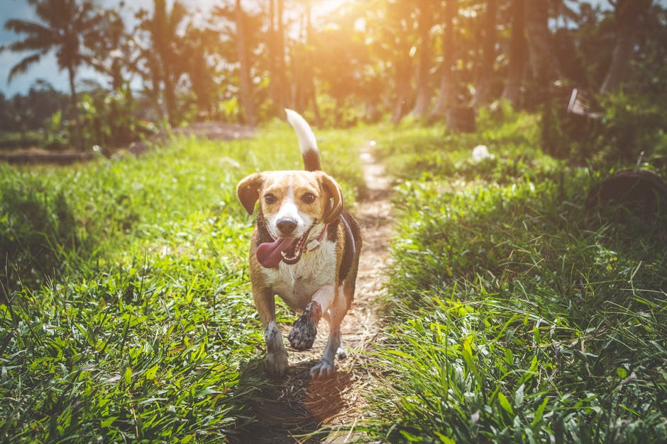 dog running on a path