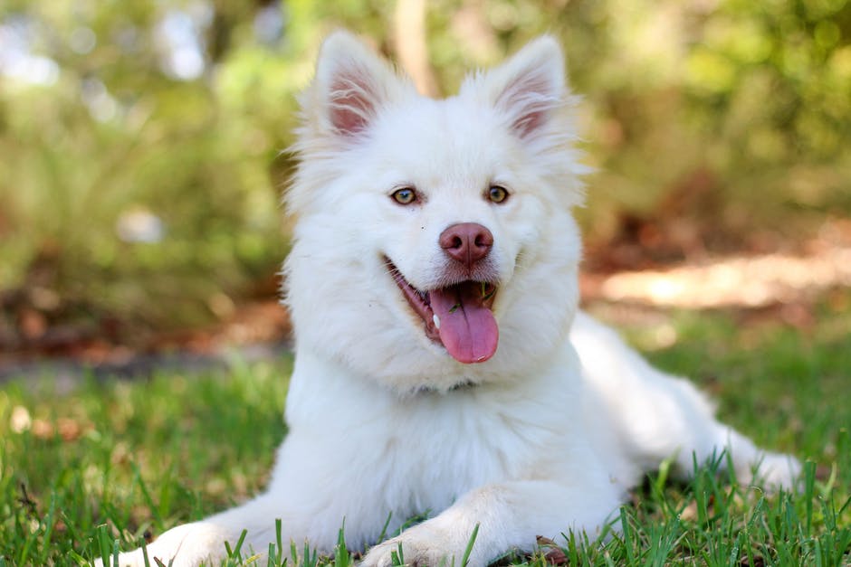 white puppy dog sitting on grass