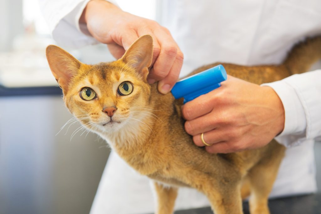 a vet putting a microchip implant into a cat.