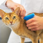 Benefits of Microchipping Your Pet