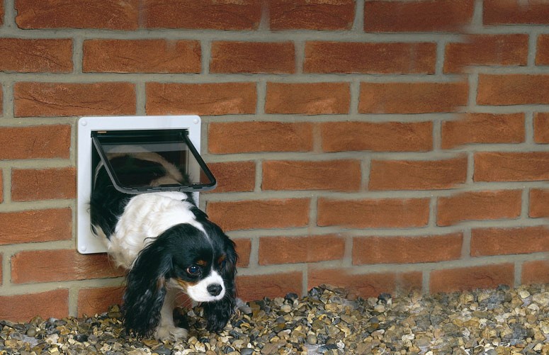 cute dog walks through a home's doggie door