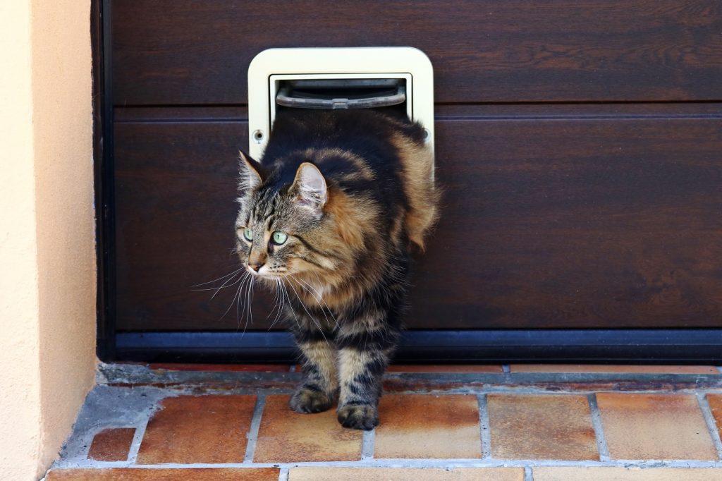 norwegian forest cat in front of a cat flap