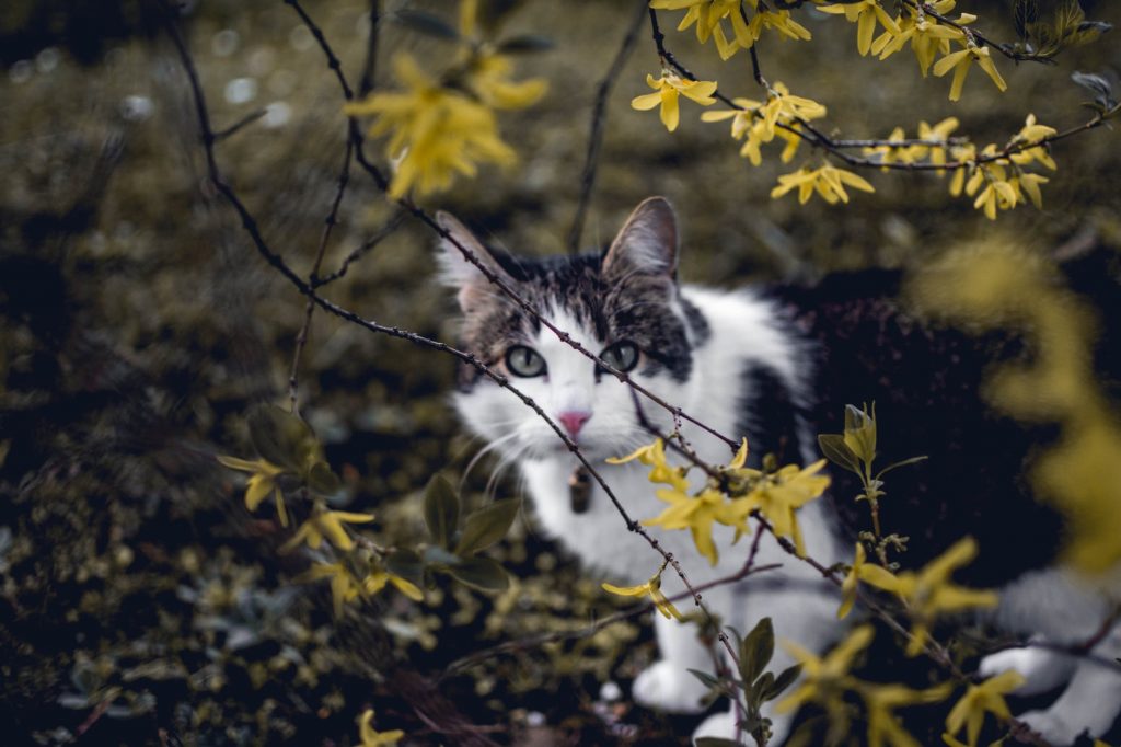 white and black cat