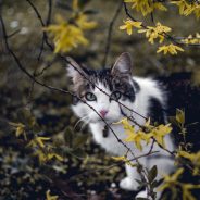 How to Train Your Outdoor Cat