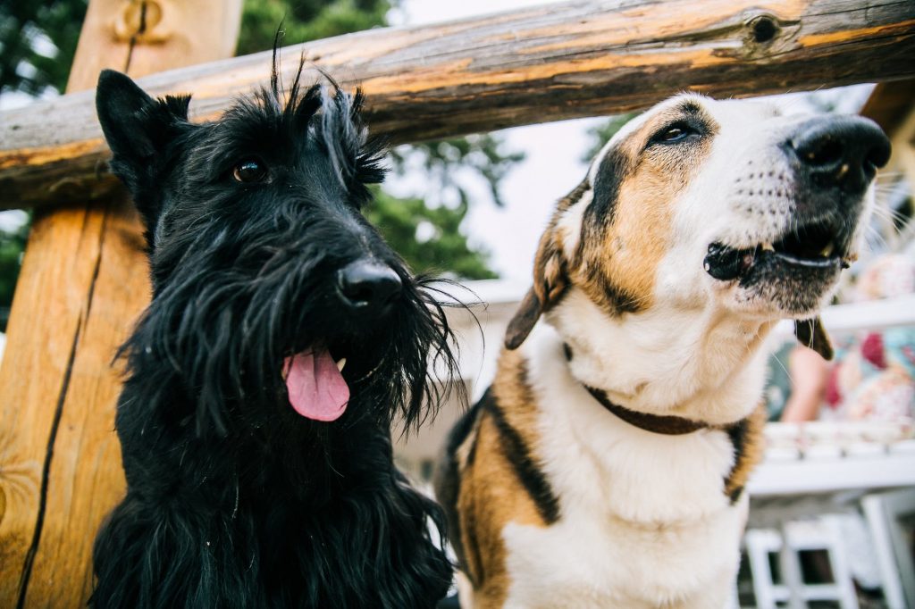 Scottish Terrier and Adult Short-coated White and Tan Dog