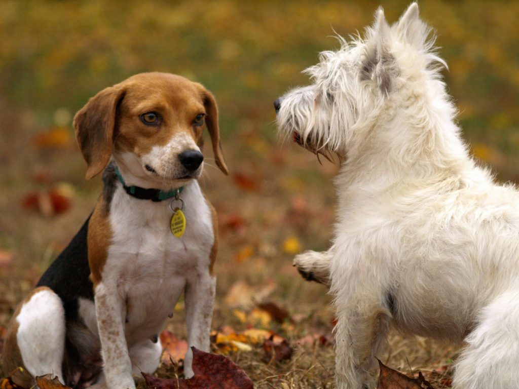 two dogs looking each others