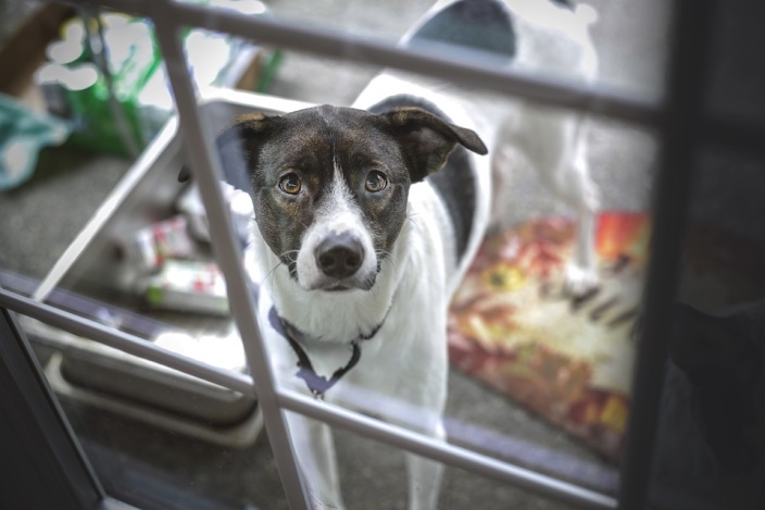 how to stop dog whining at door