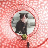 The Best Enrichment Activities for Cats