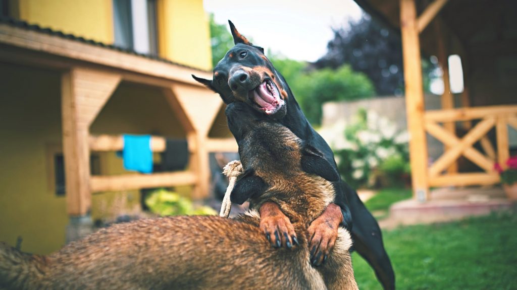 adult black and brown dobermans are playing