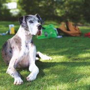 5 Tips for Owners of Extra-Large Dogs