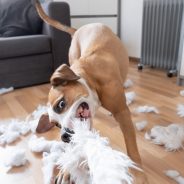 The Dangers of Pet Boredom