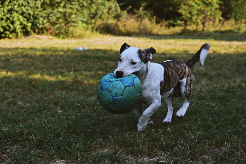 brindle and white puppy walking outdoor holding ball