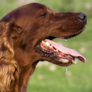 How to Avoid Dehydration in Dogs