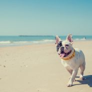 5 Ways to Keep Your Dog Active This Summer