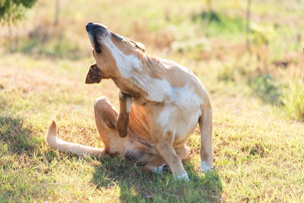 labrador dog scratching in the garden