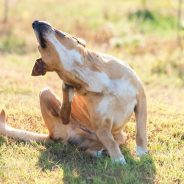 Fleas, Ticks & Mites Problem in Pets