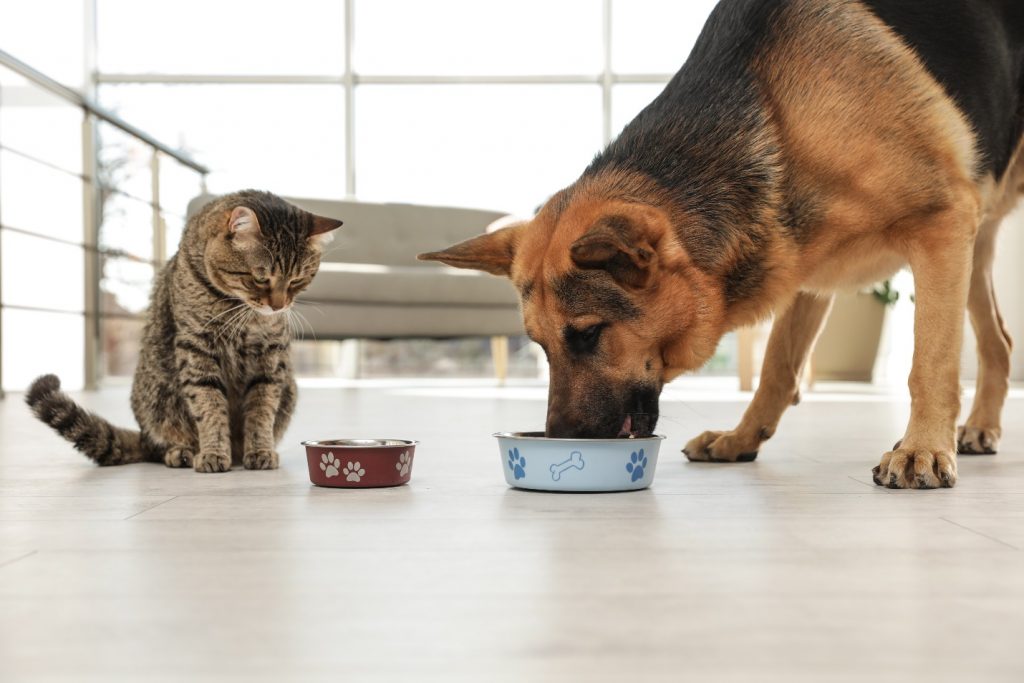 cat and dog eating from bowl on floor indoors