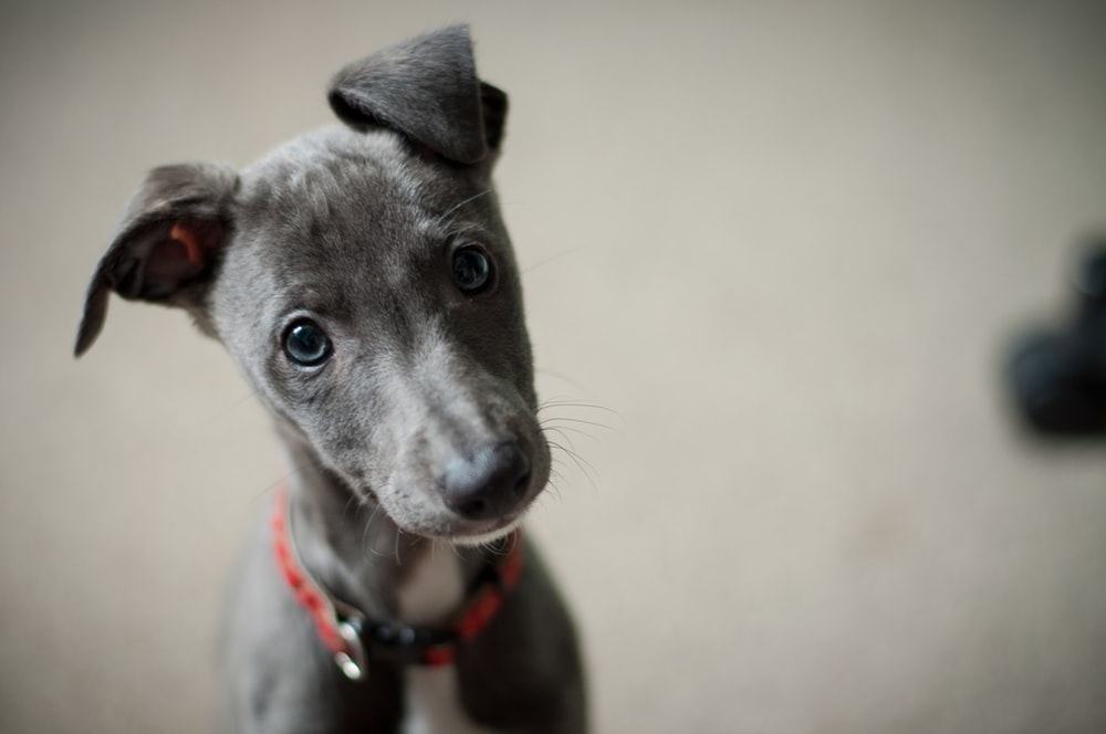 curious dog looking at camera