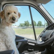 Dos and Don’ts of Travelling with Your Pet