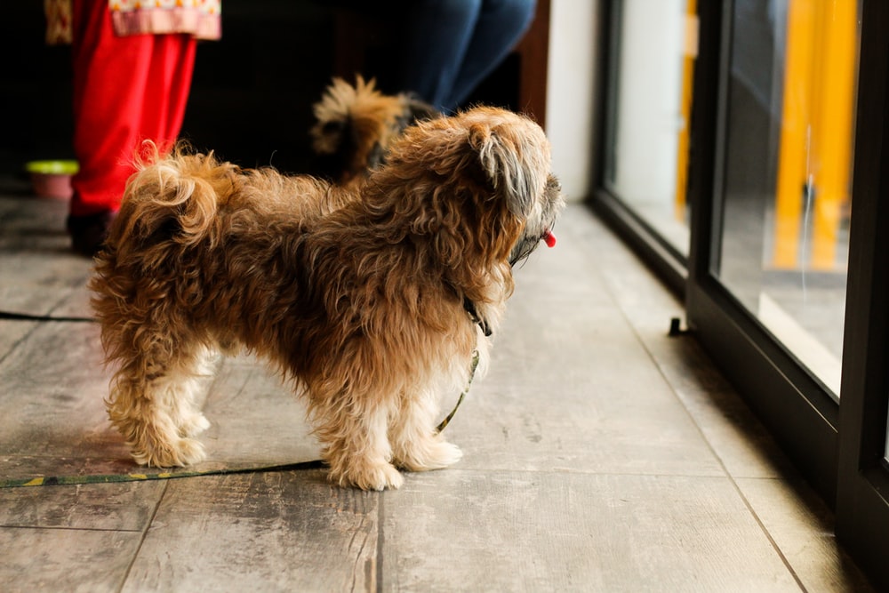 long-coated brown dog standing near sliding door