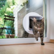 Debunking Pet Door Installation and Other Pet Door Myths