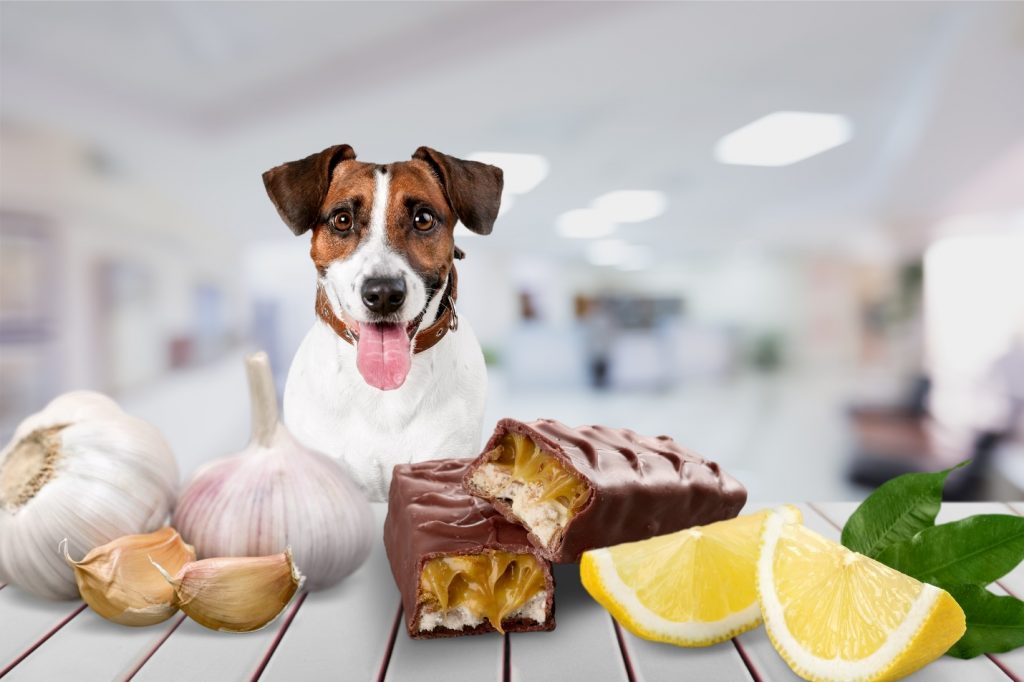 dog and food ingredients