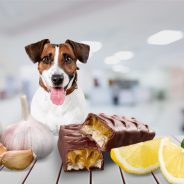 Foods Your Dog Should Not Eat