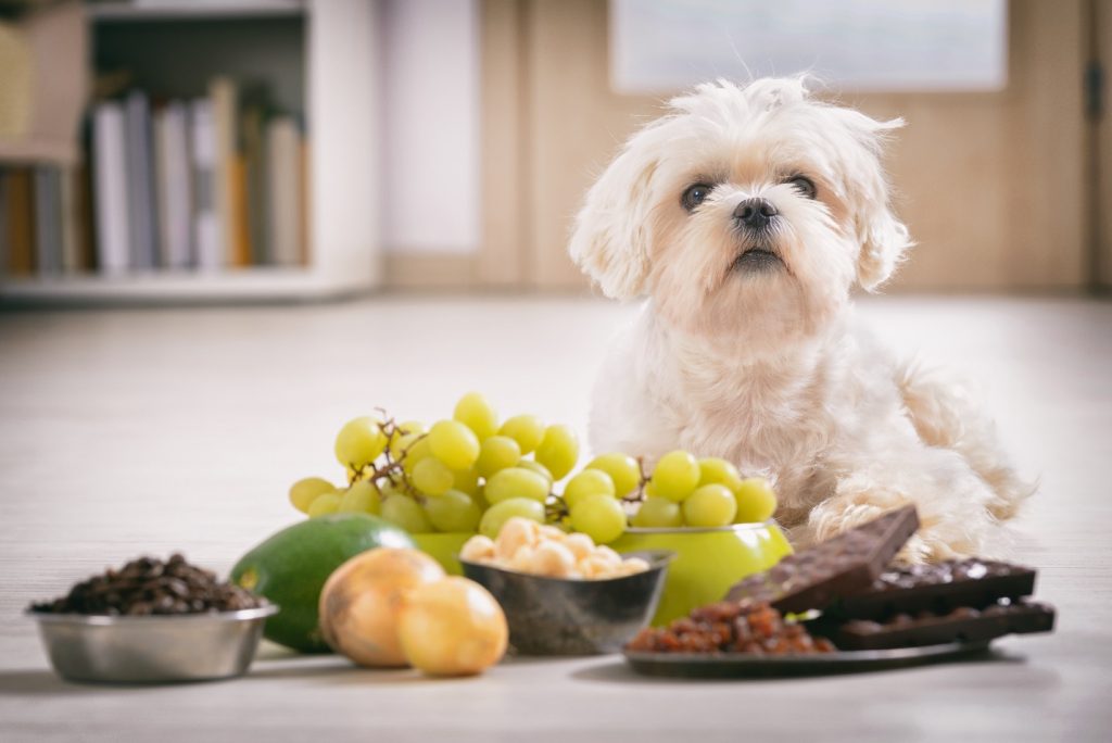 little white maltese dog and food ingredients toxic to him