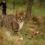 Cat Language (Ears and Tails)