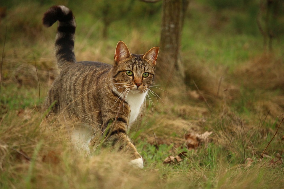 cute tabby cat in park