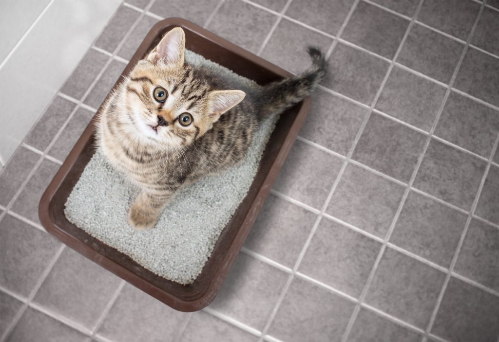 Cat top view sitting in litter box with sand on bathroom floor