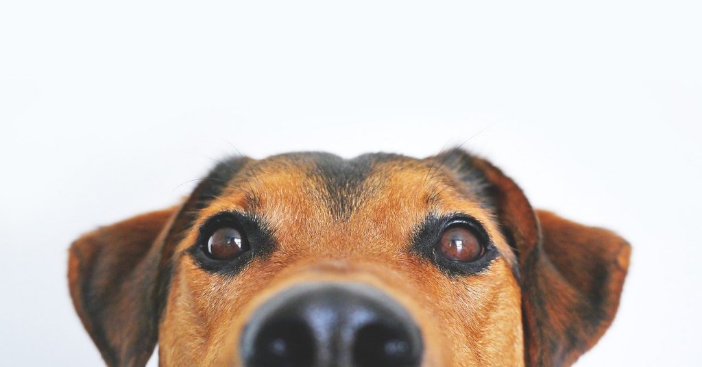 Close up of a brown dog