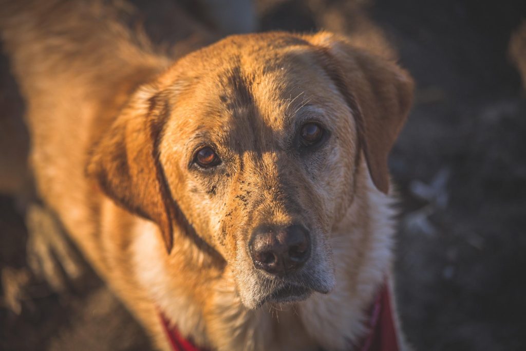 Dog Yellow Lab Golden Retriever