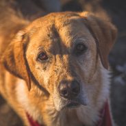 How Often Should You Bathe Your Dog?