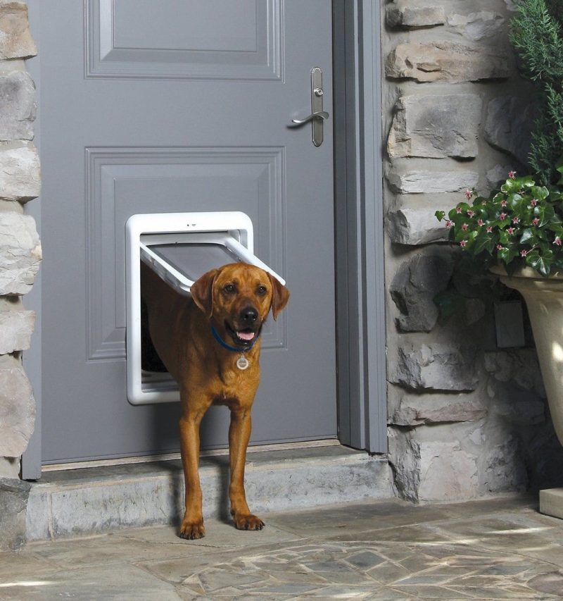 golden retriever walks through a home's doggie door