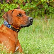 Harness or Collar: Which Is Better for Your Dog?