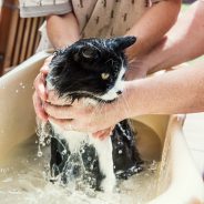 Do You Need to Bathe Your Cat?