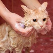 How to Bathe Your Kitten or Adult Cat