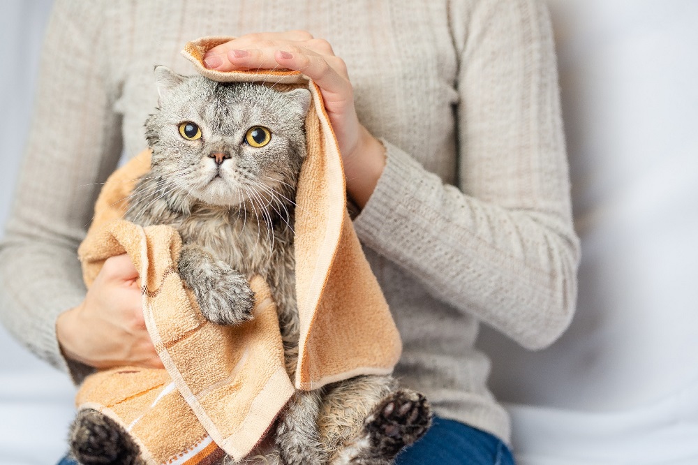 Washing and drying a cute cat