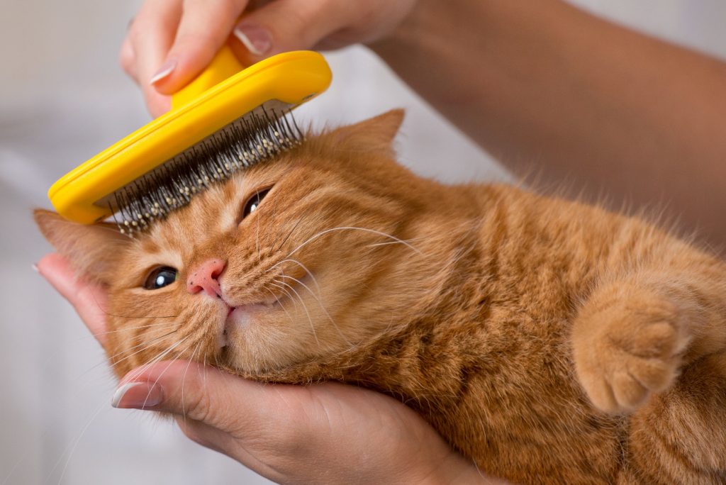 Woman combing her redhead cat